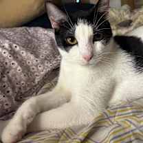 Thumbnail photo of Batman #2