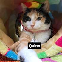 Thumbnail photo of Quinn #4
