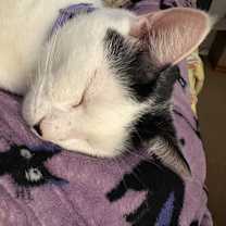 Thumbnail photo of Batman #1