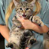 Thumbnail photo of Sausage #1