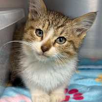 Thumbnail photo of Tiny Tim #2