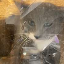 Thumbnail photo of 69746 #2