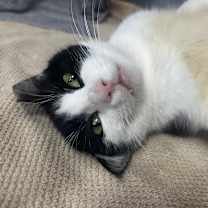 Thumbnail photo of Willow #1