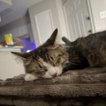 Thumbnail photo of Tamaria #1