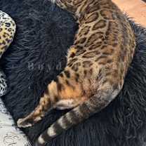 Thumbnail photo of Breaker #2