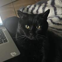 Thumbnail photo of Apollo #1