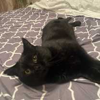 Thumbnail photo of Apollo #2