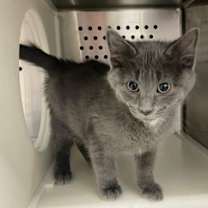 Thumbnail photo of Boo #3