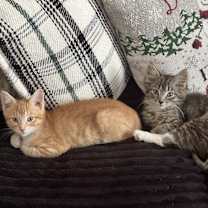 Thumbnail photo of Mufasa #1