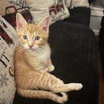 Thumbnail photo of Mufasa #3