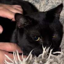 Thumbnail photo of Dexter #2