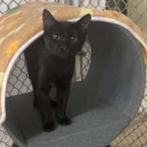 Thumbnail photo of Foxtrot #1