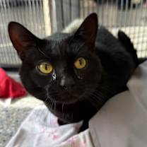 Thumbnail photo of Adonis #1