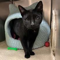 Thumbnail photo of Star - Super sweet boy!😻 #1