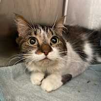 Thumbnail photo of Snow #1