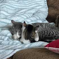 Thumbnail photo of Topaz #3