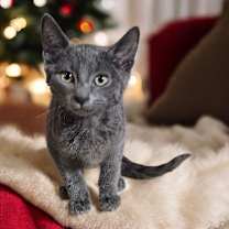 Thumbnail photo of Udon Didit #2