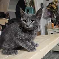 Thumbnail photo of Udon Didit #3