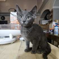 Thumbnail photo of Tofu Zoom #4