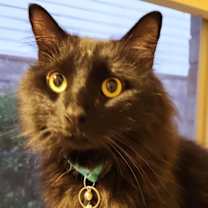 Thumbnail photo of Tizzle #1