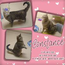 Thumbnail photo of Constance #1