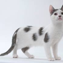 Thumbnail photo of Johnny #1