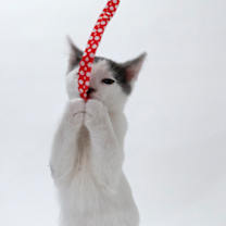 Thumbnail photo of Johnny #3