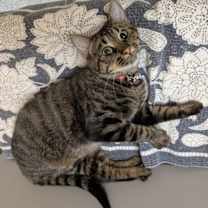 Thumbnail photo of Tiger #3