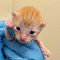 Thumbnail photo of Scotch Bonnet #2