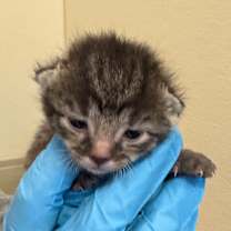 Thumbnail photo of Pepper #2