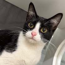 Thumbnail photo of Suga Spring #1