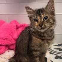 Thumbnail photo of Raspberry #2