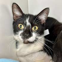 Thumbnail photo of Snow Angel #2