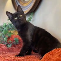 Thumbnail photo of Allison #4