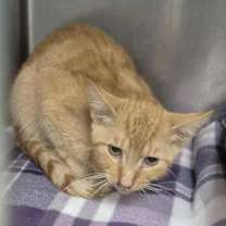 Thumbnail photo of Djinn #2