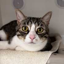 Thumbnail photo of Meatball #2