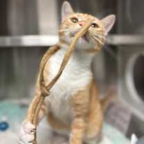 Thumbnail photo of Myer #2