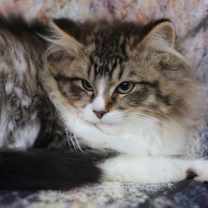 Thumbnail photo of Miflin #3