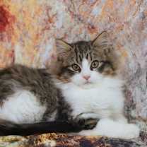 Thumbnail photo of Tibbetts (Adoption Pending) #2