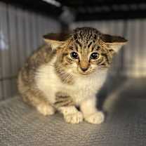 Thumbnail photo of Wingnut #1