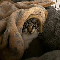 Thumbnail photo of Wingnut #2