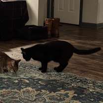 Thumbnail photo of Willow (bonded with Humphrey) #2