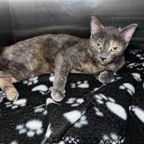 Thumbnail photo of Minnie Pearl #4