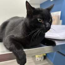 Thumbnail photo of Blaze #2