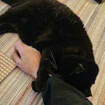 Thumbnail photo of Shadow #2