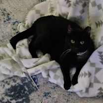 Thumbnail photo of Shadow #3