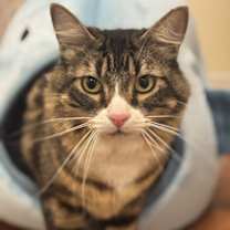 Thumbnail photo of Meeko #3