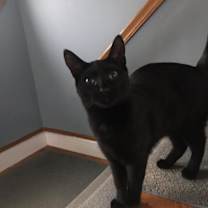 Thumbnail photo of Ebony #1