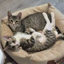 Thumbnail photo of SUSHI & POPPY #2