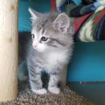 Thumbnail photo of Lucy #3